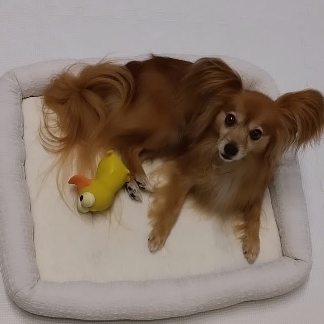 toratanさんの部屋