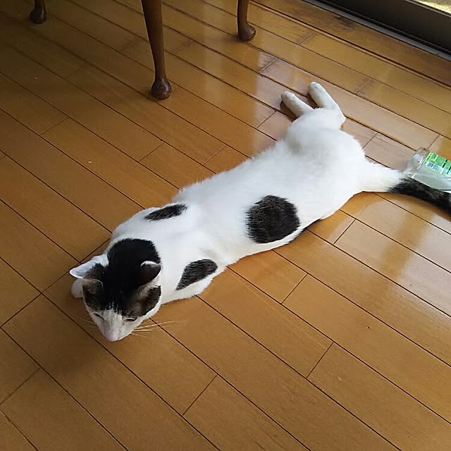 sakuraさんの実例写真