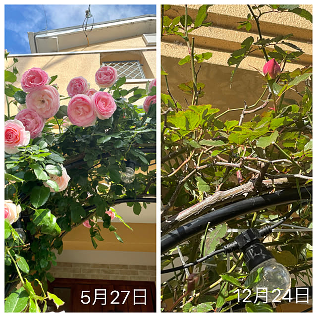 asako.10さんの実例写真