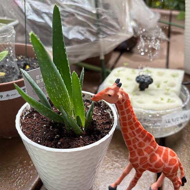 yuyuさんの実例写真