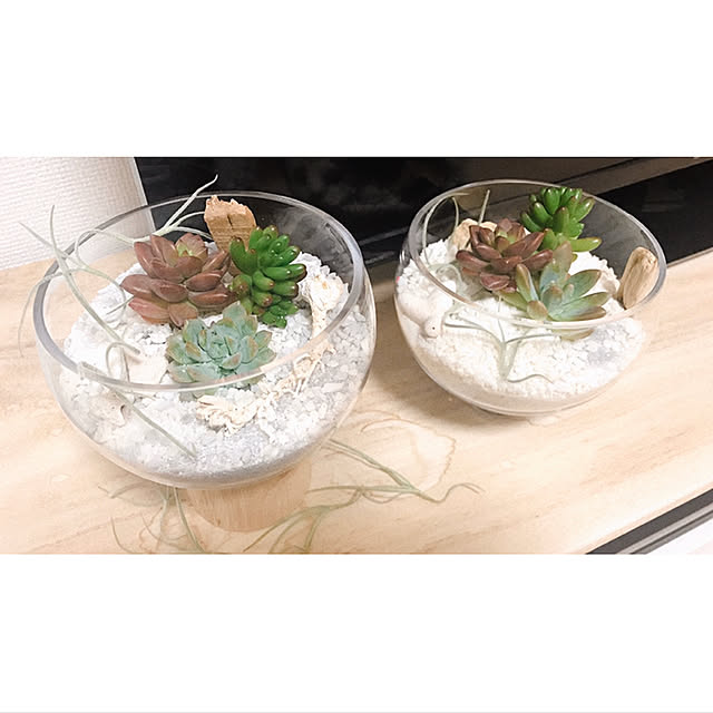 多肉植物/テラリウム/棚のインテリア実例 - 2020-02-28 18:03:45