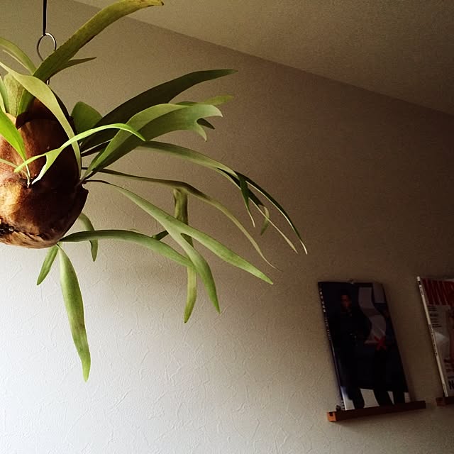 plumeria91さんの実例写真