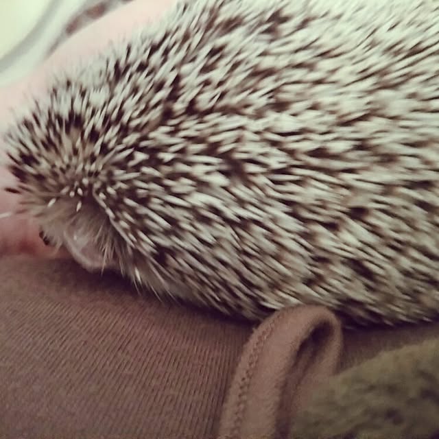 kuruさんの実例写真