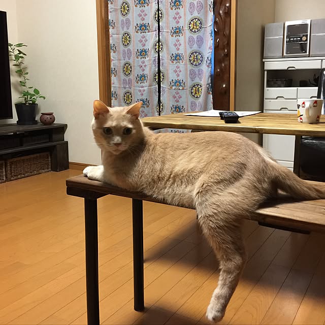 mikan161さんの実例写真