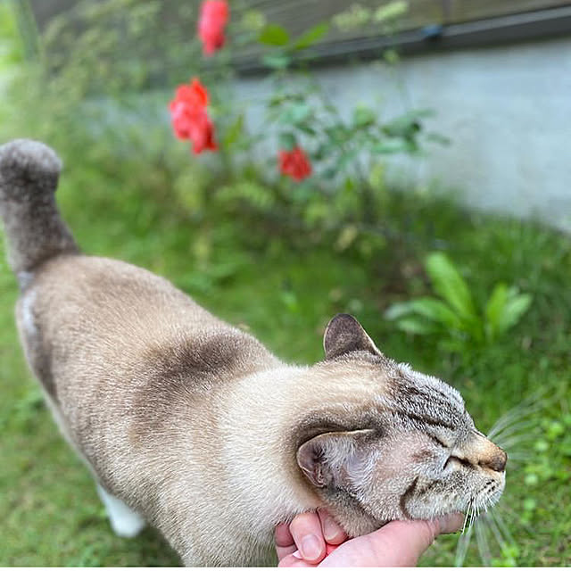 tsukiyuzuさんの実例写真