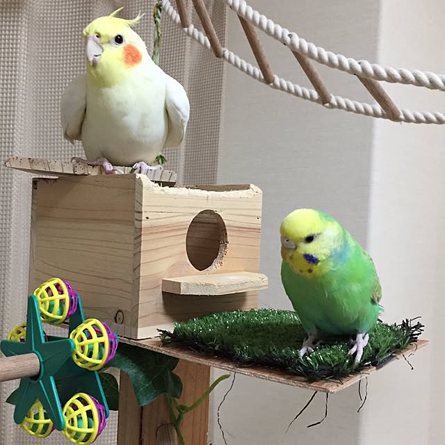 toratanさんの実例写真
