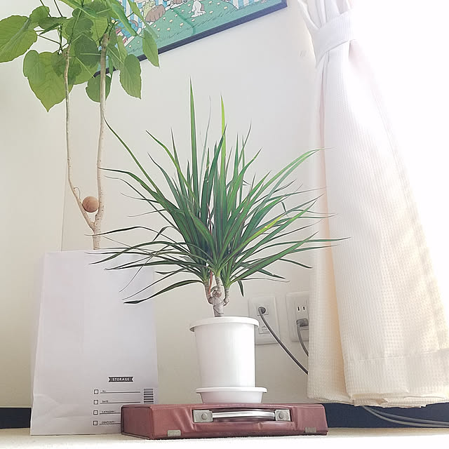 SHIROさんの実例写真