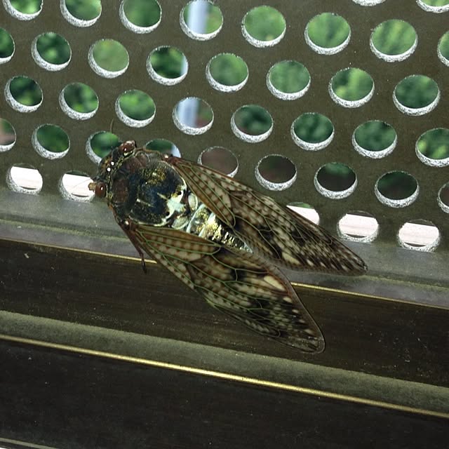 jnjnforesterさんの実例写真