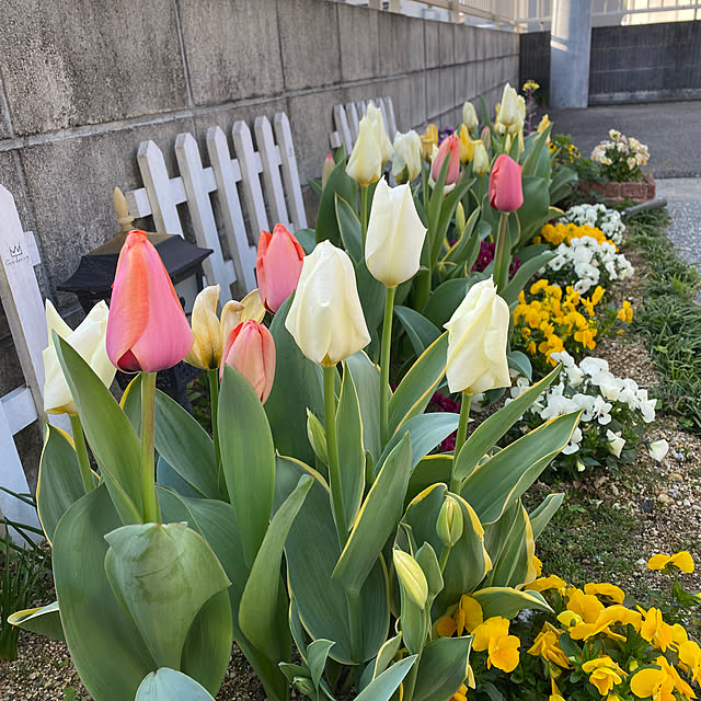 チューリップ/パンジーとビオラ好き/お花のある暮らし/いつもありがとうございます♡/コメントお気遣いなく(⁎ᴗ͈ˬᴗ͈⁎)...などのインテリア実例 - 2023-04-02 20:44:36