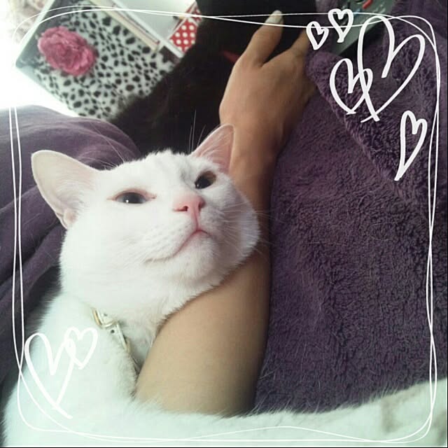 kikinanaさんの実例写真