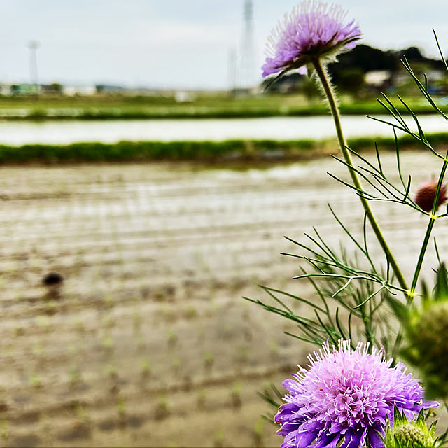 Kyoko.さんの実例写真