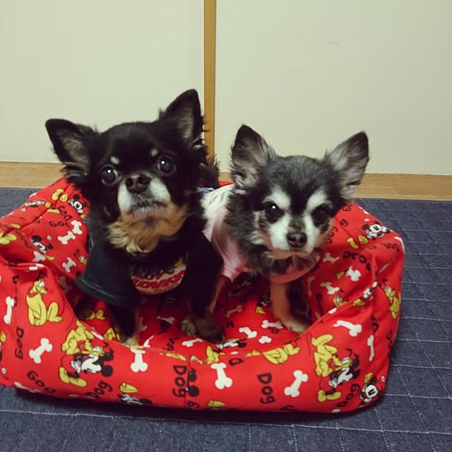 lovepeaceさんの実例写真