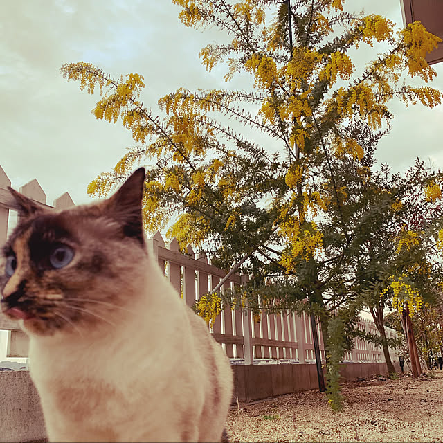 ミモザ/ミモザの木/庭の花/ガーデニング/ねこのいる日常...などのインテリア実例 - 2022-03-18 00:28:54