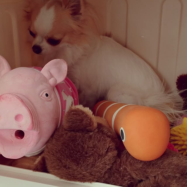 toratanさんの部屋