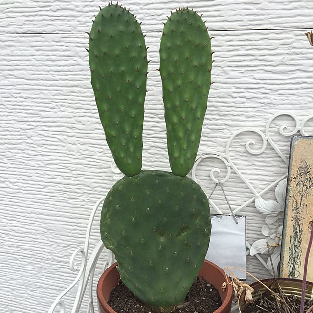 pinocoさんの実例写真