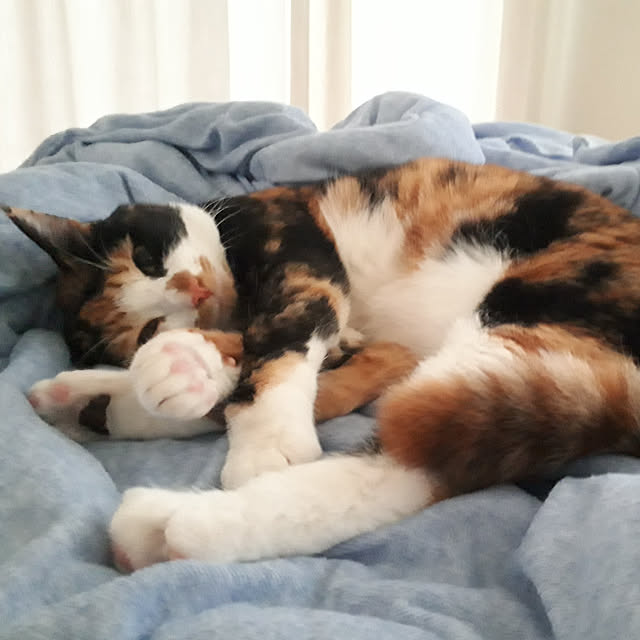 aiさんの実例写真