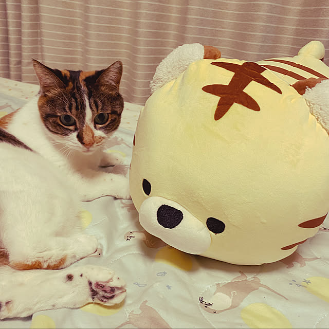 zinさんの実例写真