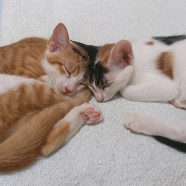 nacoさんの実例写真