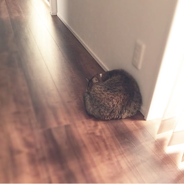 meloさんの実例写真