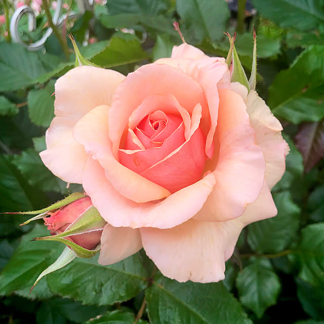 tomoさんの実例写真