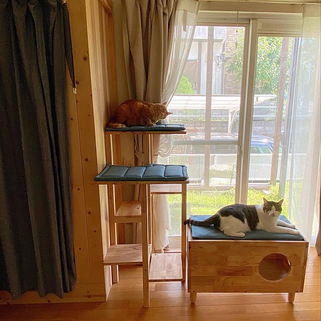 キャットツリー/ねこのいる暮らし/部屋全体のインテリア実例 - 2021-08-04 12:56:39