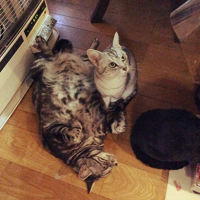momokiriさんの実例写真