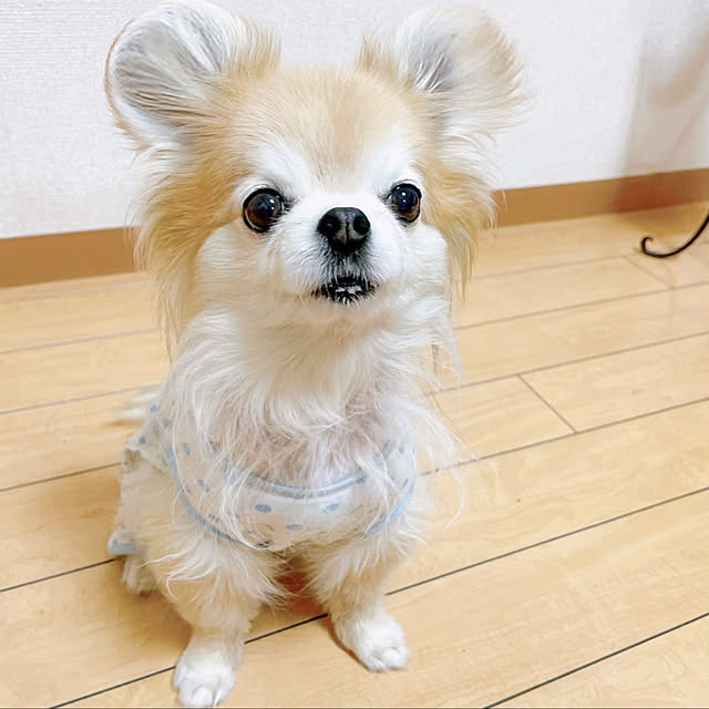 honiさんの実例写真
