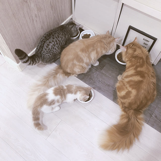 ch172さんの実例写真