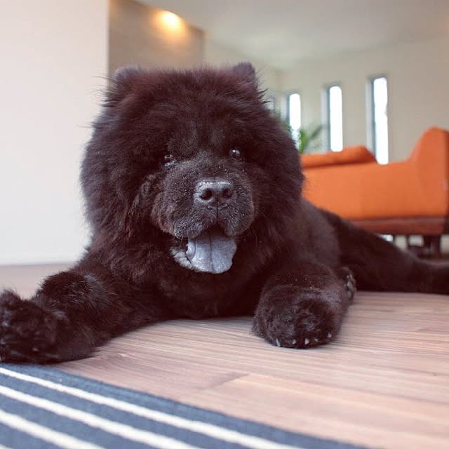 jagarikoさんの実例写真