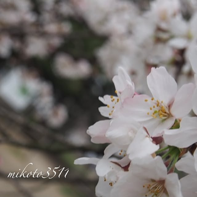 mikoto3511さんの実例写真