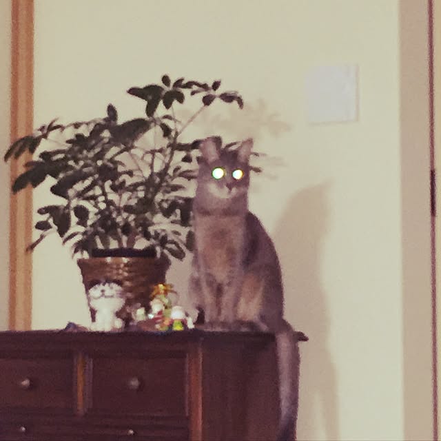 mi_koさんの実例写真