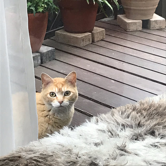 enchiさんの実例写真
