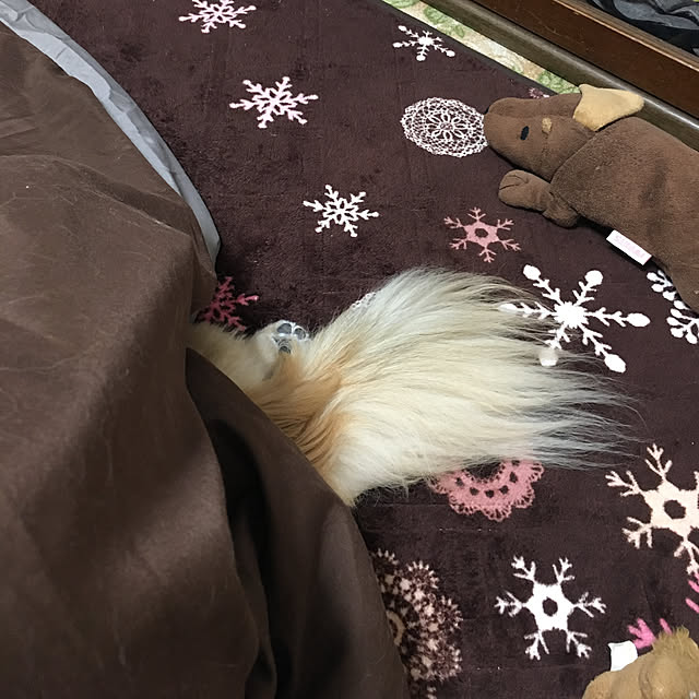 cookie_19902006さんの実例写真