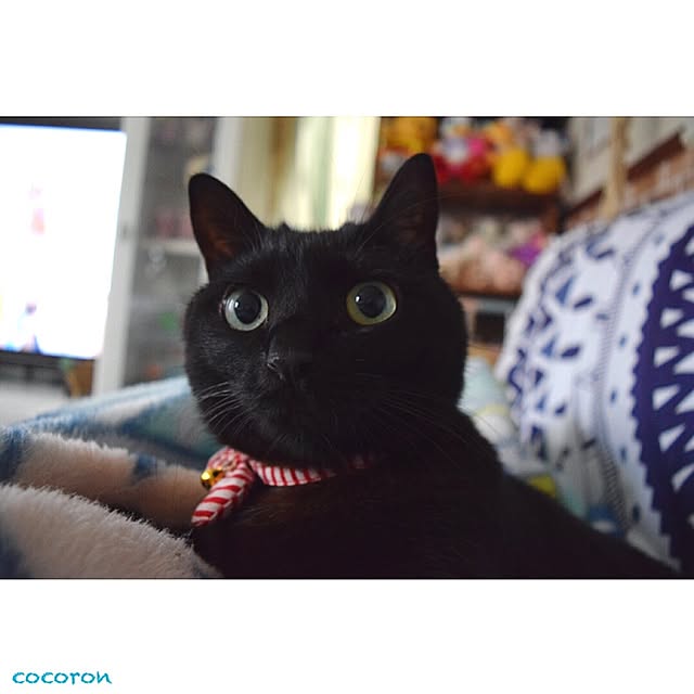 cocoronさんの実例写真