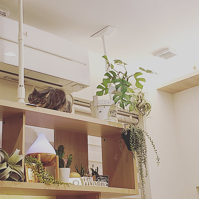 megu.catさんの実例写真