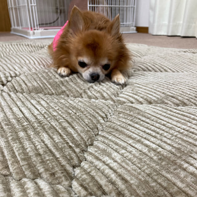 koroさんの実例写真
