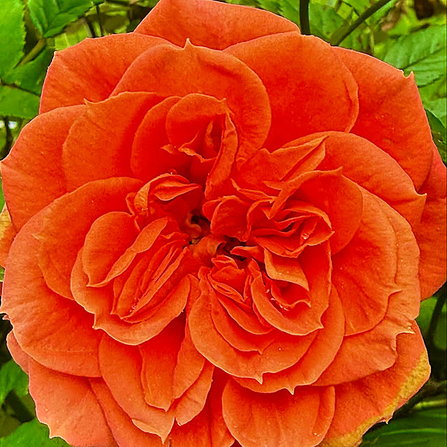 kaochanさんの実例写真