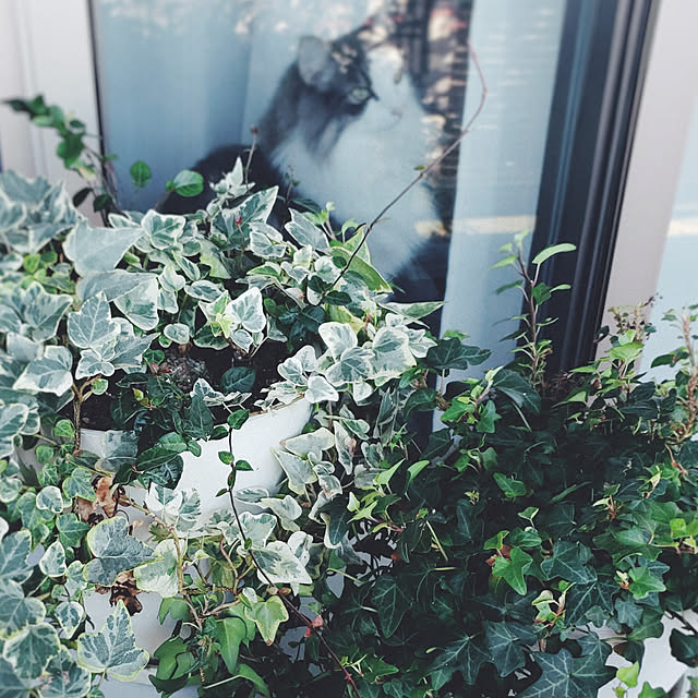 mofさんの実例写真