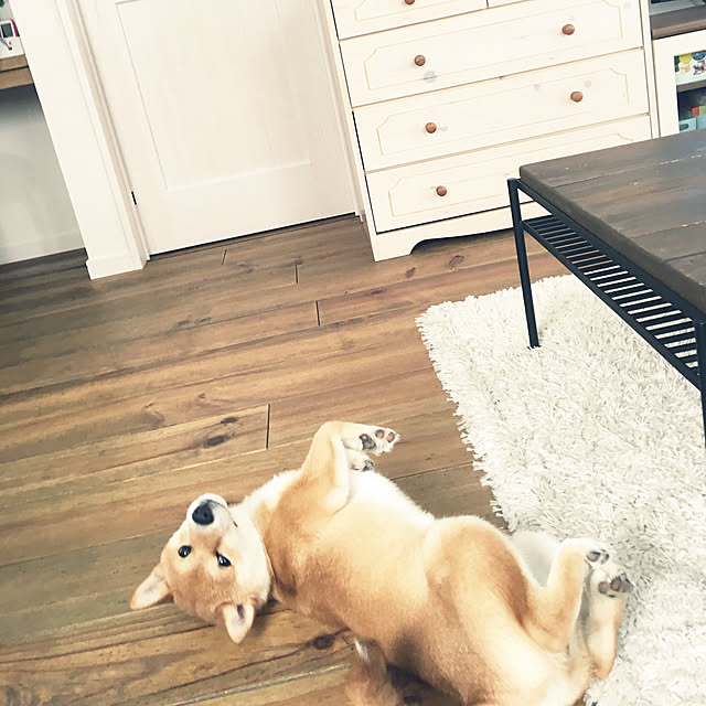 usaさんの実例写真