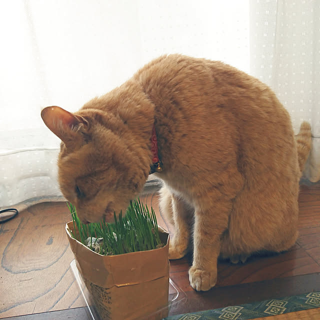 実例写真