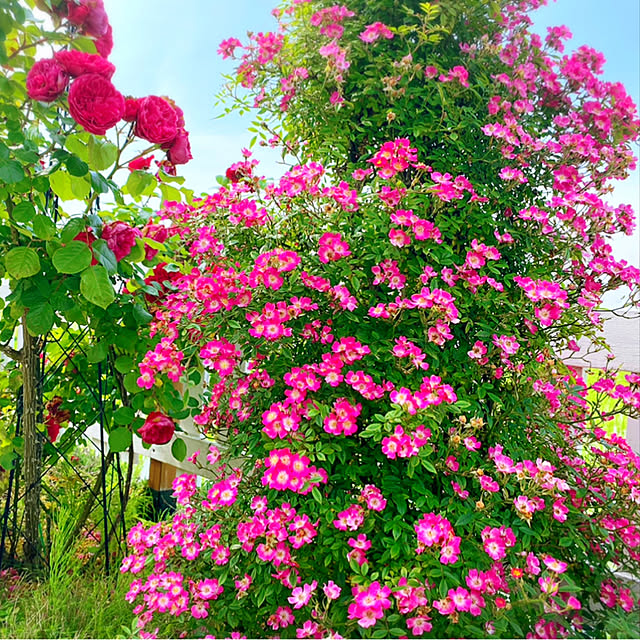 HappyRoseさんの実例写真
