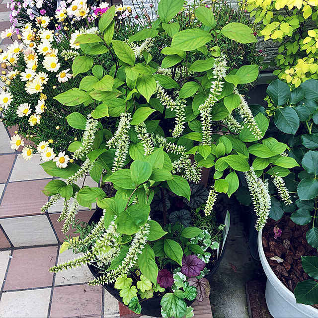 hinamamaさんの実例写真