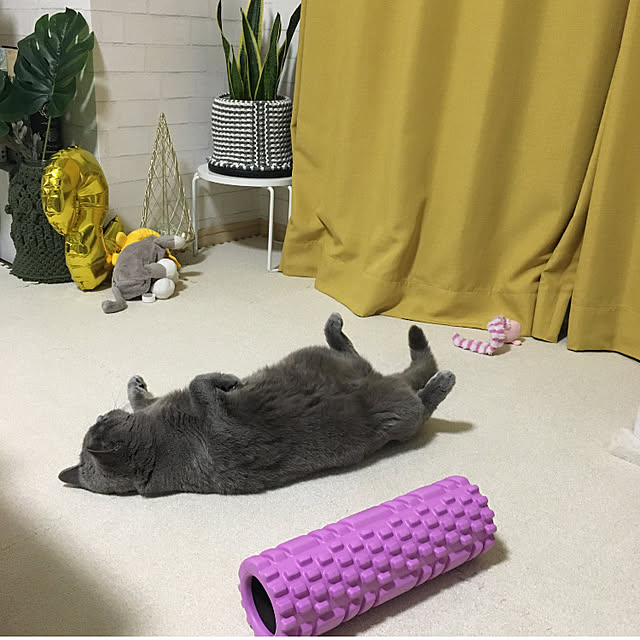 kittyさんの実例写真