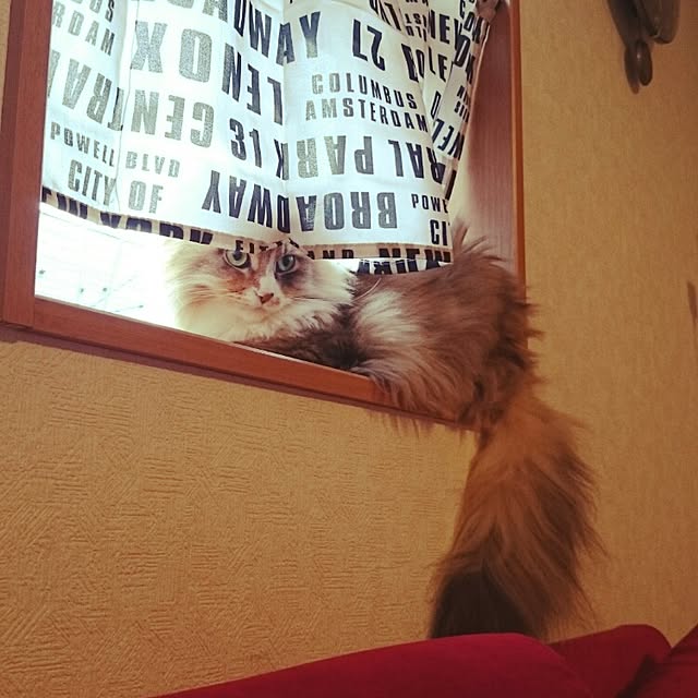 mizさんの実例写真