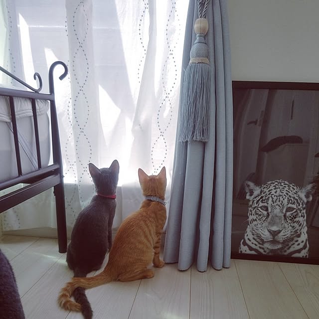 nyanpeiさんの実例写真