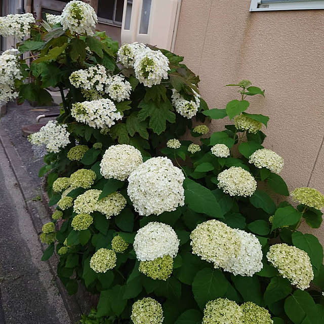 Pikakeさんの実例写真