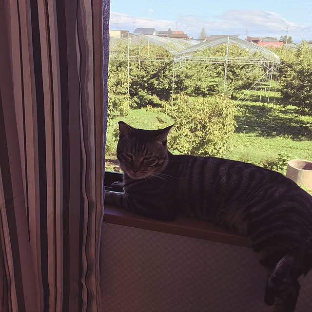 konnakanjiさんの実例写真