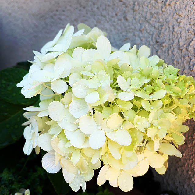 紫陽花/一条工務店/一条工務店i-cube/flower/ドライフラワー...などのインテリア実例 - 2019-09-06 09:21:44