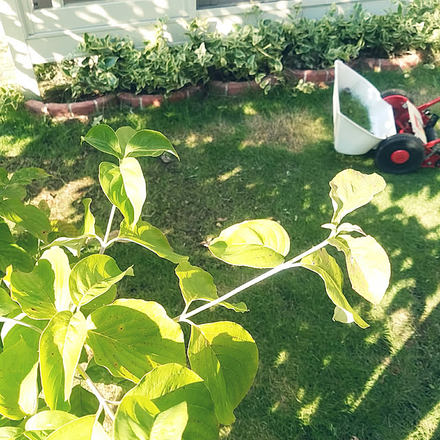 Ksanさんの実例写真