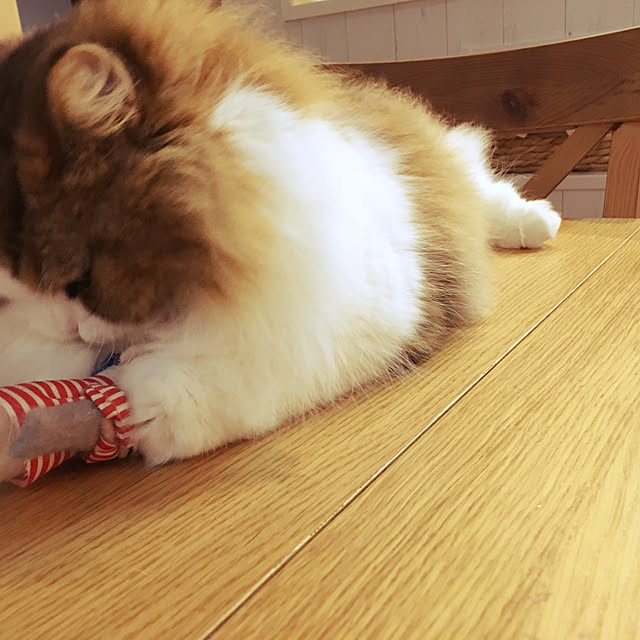 cotesanさんの実例写真